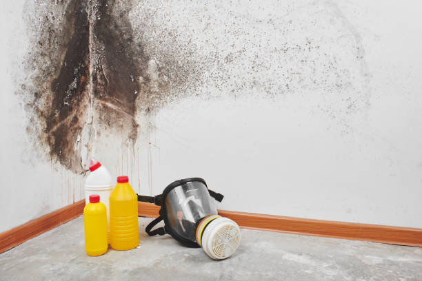 Best Toxic Mold Removal  in Mledgevle, IL