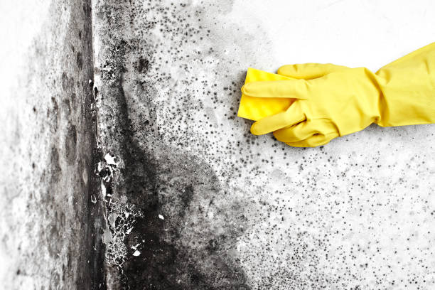 Best Office Mold Removal Services  in Mledgevle, IL