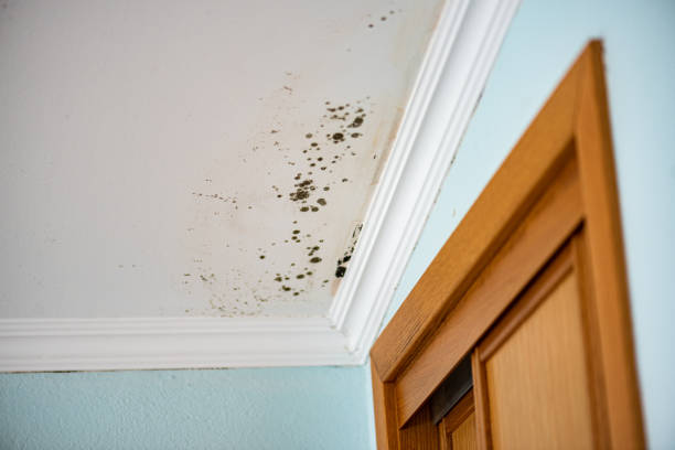 Best Home Mold Removal  in Mledgevle, IL