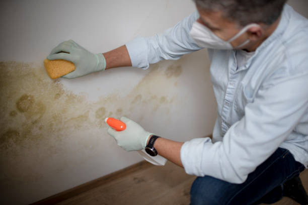 Best Emergency Mold Removal  in Mledgevle, IL