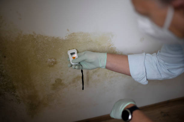 Best Attic Mold Removal  in Mledgevle, IL