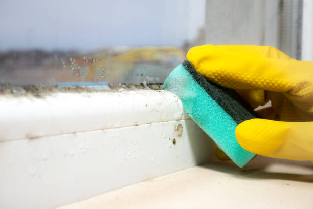 Best Best Mold Removal Companies  in Mledgevle, IL