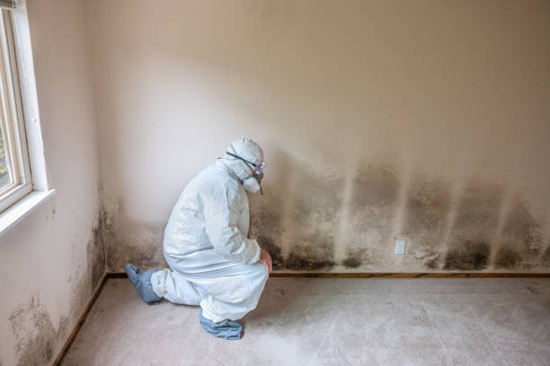 Trusted Milledgeville, IL Mold Removal Experts