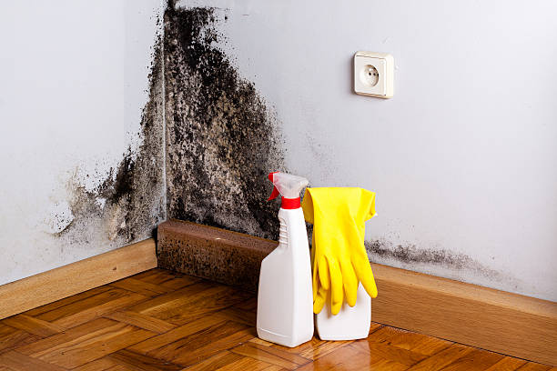 Best Black Mold Removal  in Mledgevle, IL