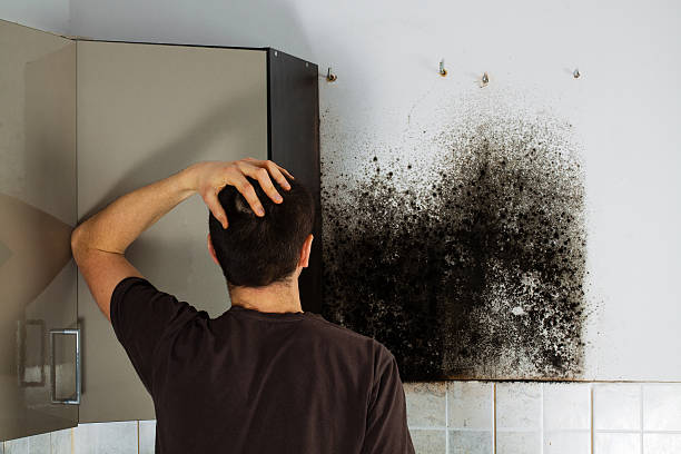 Best Mold Remediation  in Mledgevle, IL