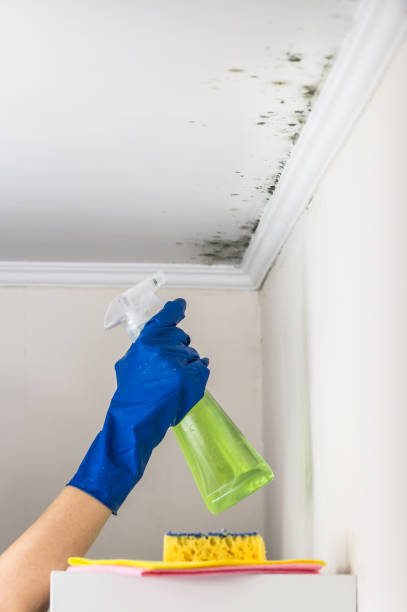 Best Affordable Mold Removal  in Mledgevle, IL